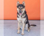 Small #1 German Shepherd Dog