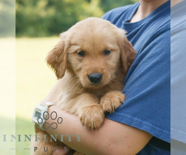 Medium Photo #2 Golden Retriever Puppy For Sale in GAP, PA, USA