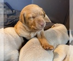 Small #9 Labrador Retriever