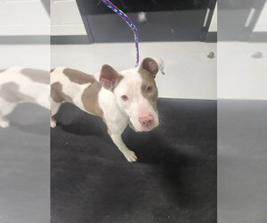 Mutt Dogs for adoption in Temple, TX, USA