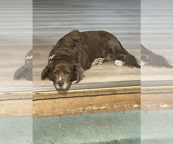 Medium Photo #3 Spanador Puppy For Sale in Springdale, PA, USA