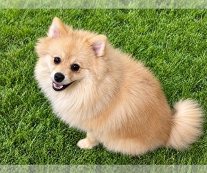 Pomeranian Puppy for sale in DAWSONVILLE, GA, USA