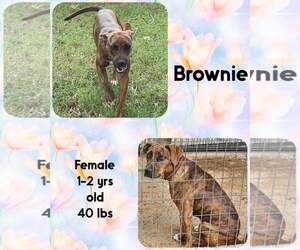 Mutt Dogs for adoption in Woodbury, NY, USA