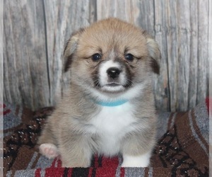 Medium Pembroke Welsh Corgi