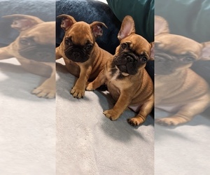 French Bulldog Puppy for sale in ATLANTA, GA, USA