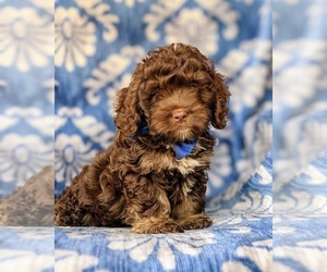 Cocker Spaniel-Poodle (Miniature) Mix Puppy for sale in NEW HOLLAND, PA, USA
