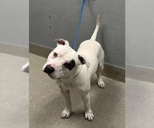 Mutt Dogs for adoption in Las Vegas, NV, USA