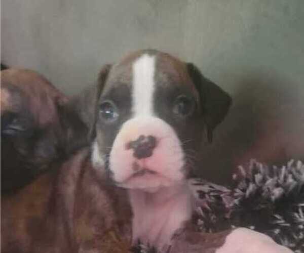 Medium Photo #1 Boxer Puppy For Sale in YREKA, CA, USA