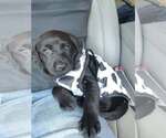 Small Labrador Retriever Mix