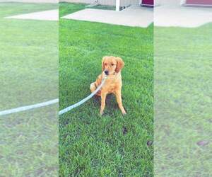Golden Retriever Dog for Adoption in AURORA, Colorado USA