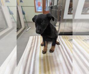 German Shepherd Dog-Unknown Mix Dogs for adoption in Upland, CA, USA