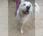 Small Photo #3 Great Pyrenees Puppy For Sale in Spring, TX, USA