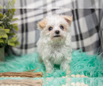Small #4 Maltipoo