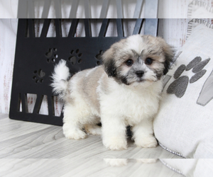 Zuchon Puppy for sale in MARIETTA, GA, USA