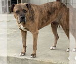 Small #1 American Staffordshire Terrier-Labrador Retriever Mix