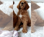 Small Photo #18 Poodle (Standard) Puppy For Sale in SEATTLE, WA, USA