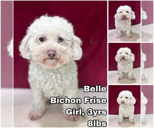 Bichon Frise Dogs for adoption in Seattle, WA, USA