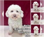 Small Bichon Frise