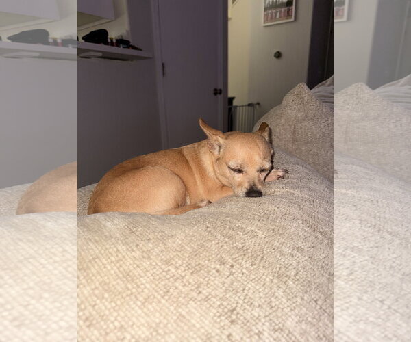 Medium Photo #3 Chihuahua-Unknown Mix Puppy For Sale in Aurora, CO, USA
