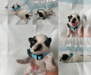 Shih Tzu Puppy for sale in EXETER, CA, USA