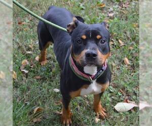 Rottweiler-Unknown Mix Dogs for adoption in Murfreesboro, TN, USA