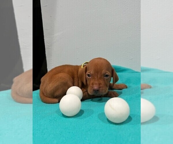 Medium Photo #1 Vizsla Puppy For Sale in HOMESTEAD, FL, USA
