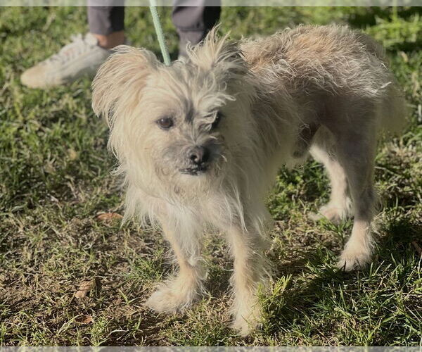 Medium Photo #5 Lhasa Apso Puppy For Sale in Dana Point, CA, USA