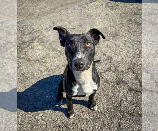 Medium Photo #8 Labrador Retriever-Unknown Mix Puppy For Sale in San Diego, CA, USA
