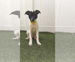 Small #6 Boxer Mix
