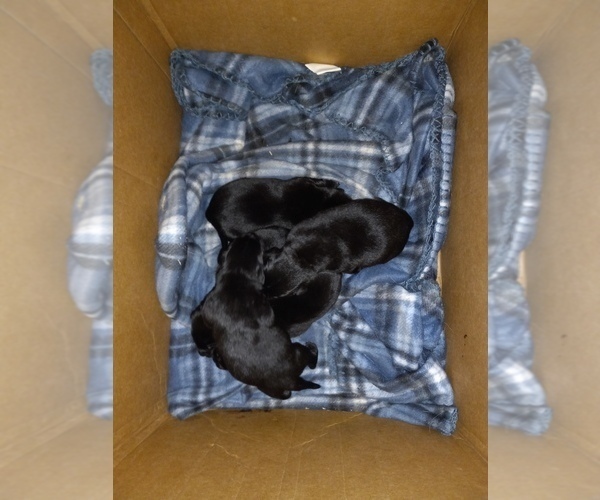 Medium Photo #27 Labrador Retriever Puppy For Sale in ATHOL, MA, USA