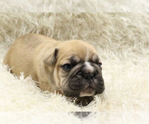 Medium Photo #1 English Bulldog Puppy For Sale in NEW YORK, NY, USA