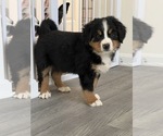 Small Photo #2 Bernese Mountain Dog Puppy For Sale in PARAGON, IN, USA
