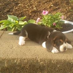 Beagle Puppy for sale in SUGARCREEK, OH, USA