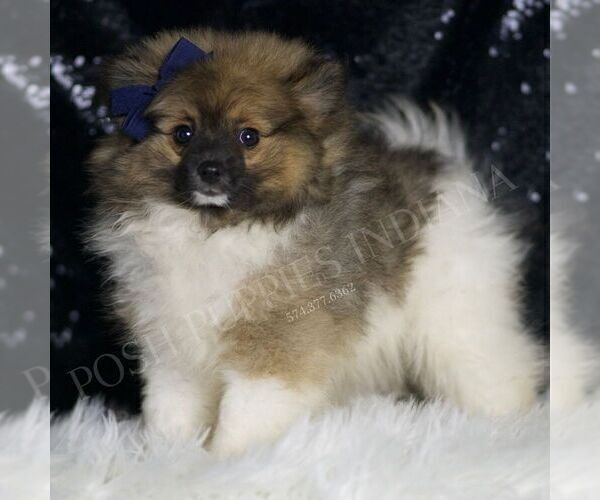 Medium Photo #2 Pomeranian Puppy For Sale in WARSAW, IN, USA