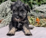 Puppy 5 Schnauzer (Miniature)