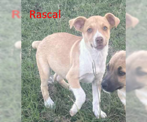 Mutt Dogs for adoption in Wakefield, RI, USA