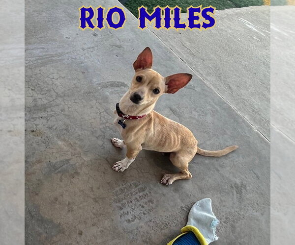 Medium Photo #3 Dachshund-Unknown Mix Puppy For Sale in San Antonio, TX, USA