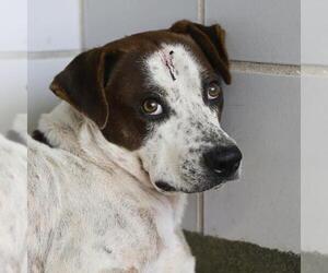 American Staffordshire Terrier-Unknown Mix Dogs for adoption in San Antonio, TX, USA