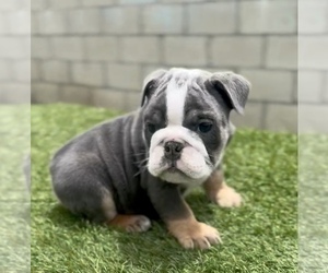 English Bulldog Puppy for sale in WASHINGTON, DC, USA