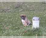 Small #13 Alaskan Husky-Saint Bernard Mix