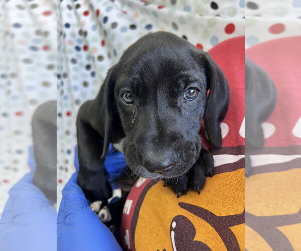 Medium Photo #1 Mutt Puppy For Sale in Candler, NC, USA