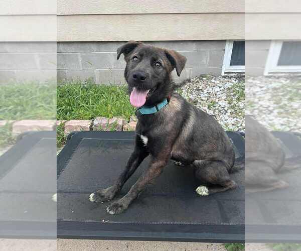Medium Photo #15 Labrador Retriever-Unknown Mix Puppy For Sale in Plymouth, MN, USA