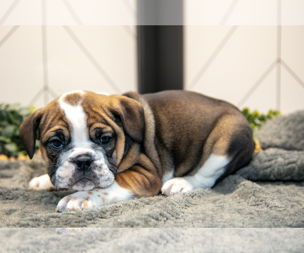 Medium Photo #10 Beabull Puppy For Sale in FRESNO, OH, USA