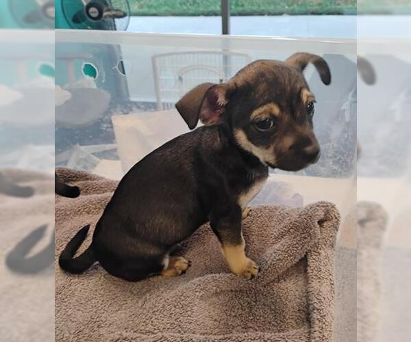 Medium Photo #1 Chihuahua Puppy For Sale in San Martin, CA, USA