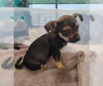 TITAN - Male Chihuahua Dog for Adoption - Small photo
