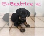 Small #2 Labrador Retriever Mix
