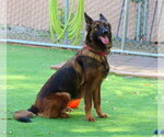 Harper - Female German Shepherd Dog Dog for Adoption - Small photo