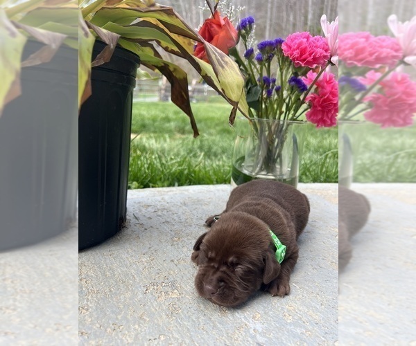 Medium Photo #10 Labrador Retriever Puppy For Sale in NEOLA, WV, USA