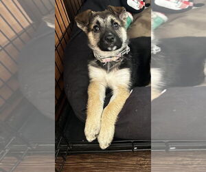 Lilly - Female Shepradors Dog for Adoption - Photo #3