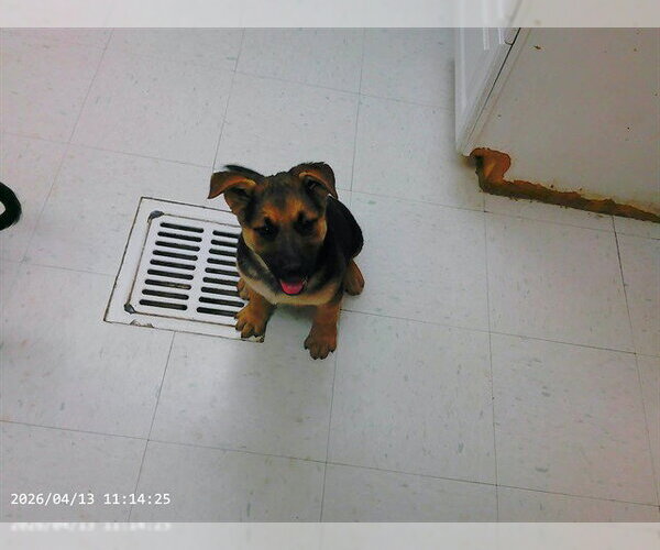 Medium Photo #1 German Shepherd Dog-Unknown Mix Puppy For Sale in Oroville, CA, USA